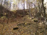 Želva